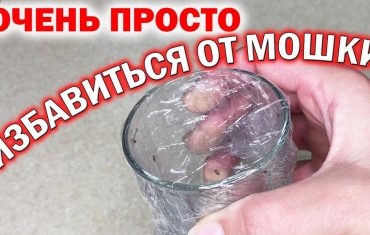 Эффективные способы избавиться от мошек в квартире быстро и безопасно