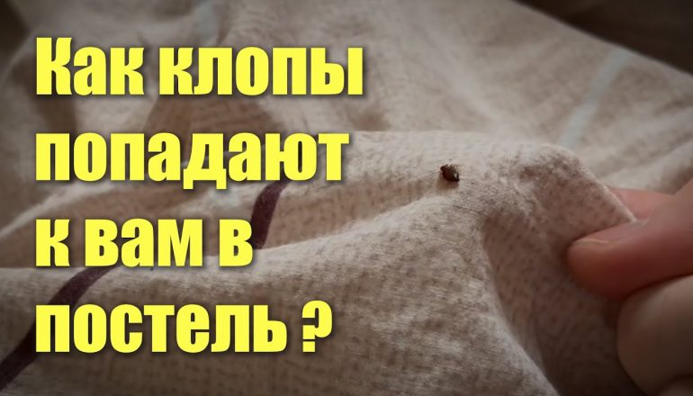 Природа происхождения клопов в квартире и способы попадания